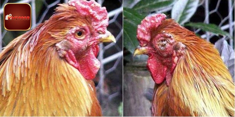 Chế độ nuôi dưỡng loài này