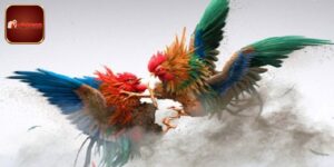 Đá Gà Bịp Bóc Trần - Những Mánh Khóe Chọi Gà Tinh Vi Phổ Biến