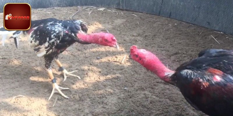 Đá Gà Tre - Tìm Hiểu Tinh Hoa Võ Thuật Trong Làng Gà Chọi Việt