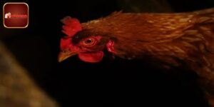 Gà Mắt Chuột - Cách Nhận Biết Với Chọn Chiến Kê Đỉnh Cao