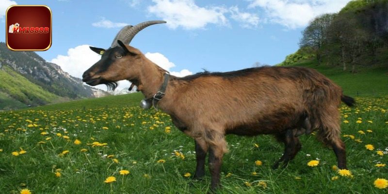 Giải mã chi tiết giấc mơ