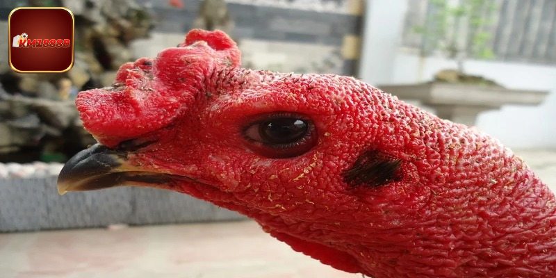 Giới thiệu về giống gà mắt chuột