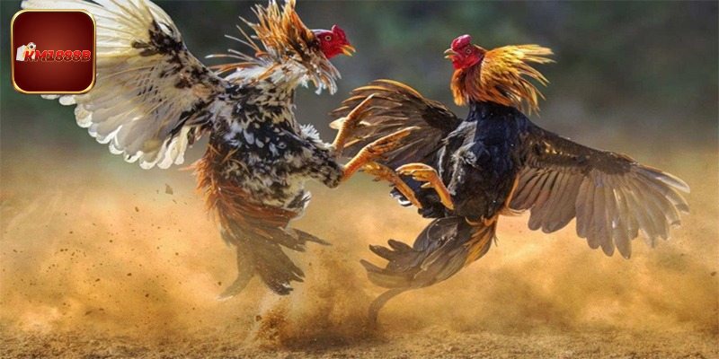 Khái quát sơ lược về đá gà bịp