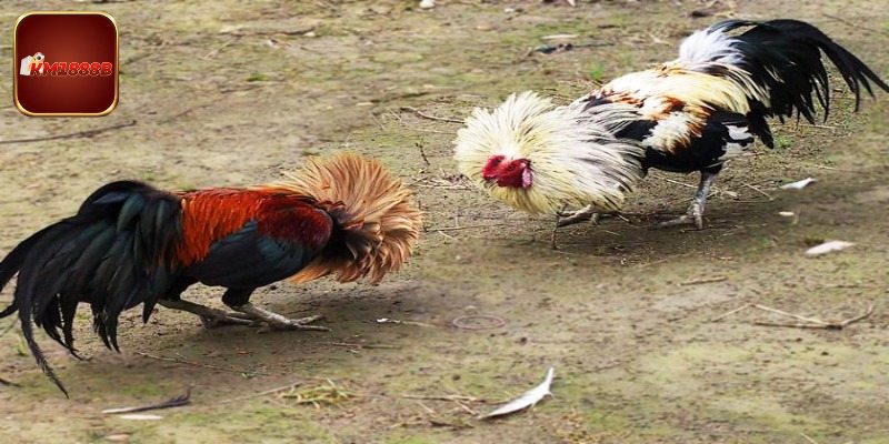 Khái quát sơ lược về đá gà tre