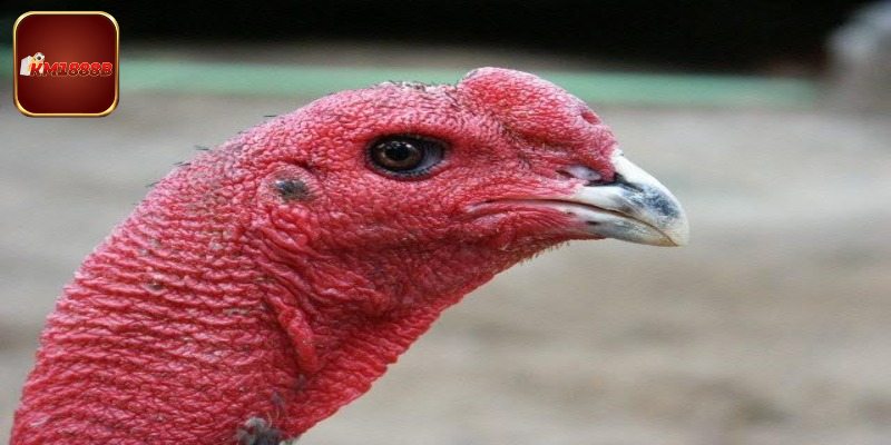 Lý do loài chiến kê này được săn lùng nhiều