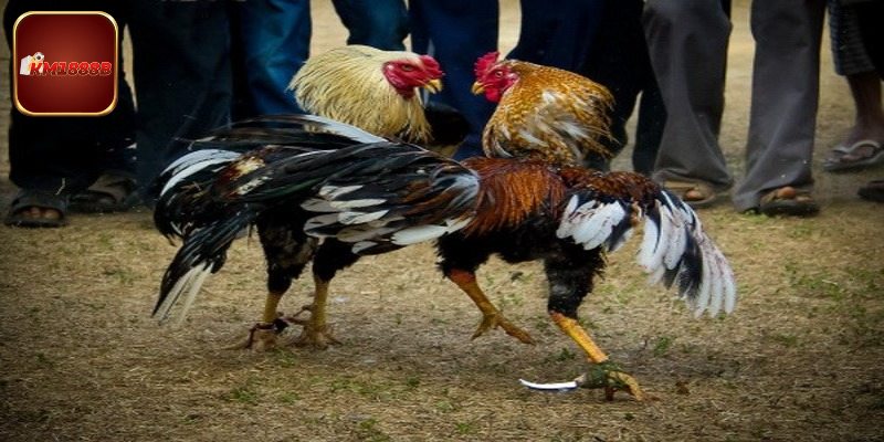 Mẹo cá cược đá gà tre giúp bạn chiếm ưu thế mọi trận đấu