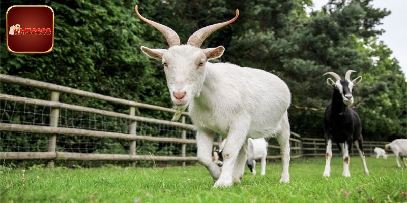 Mơ Thấy Dê Thì Đánh Con Gì? Giải Mã Chi Tiết Từ Chuyên Gia