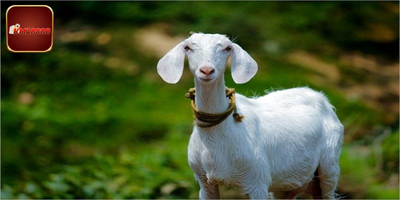 Mùi đen trong giấc mơ thấy đê thì đánh con gì?