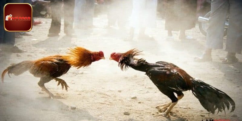 Những mánh khóe lừa đảo phổ biến nhất tại nhà cái