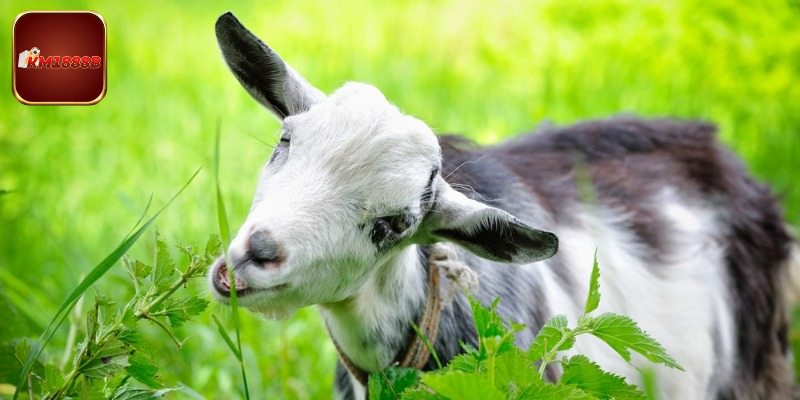 Tìm hiểu ý nghĩa mơ thấy dê